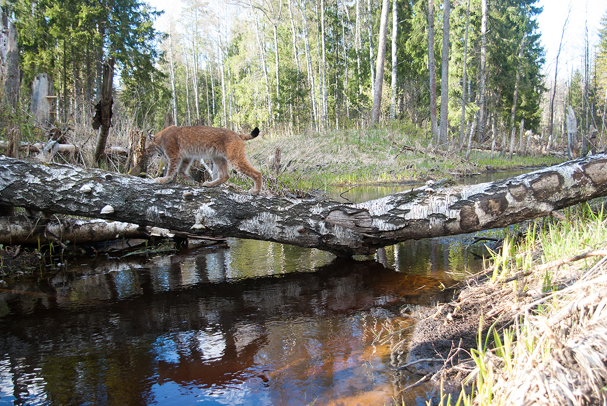 Ilves läheb üle jõe